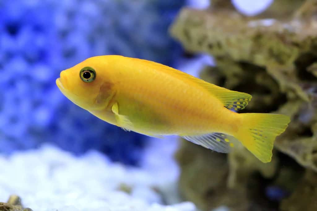 Malawi Zebra Cichlid.