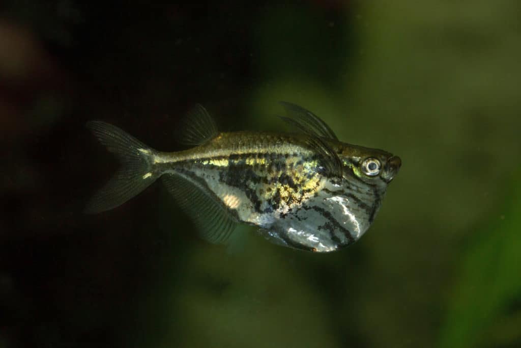 Marbled hatchetfish (Carnegiella strigata).