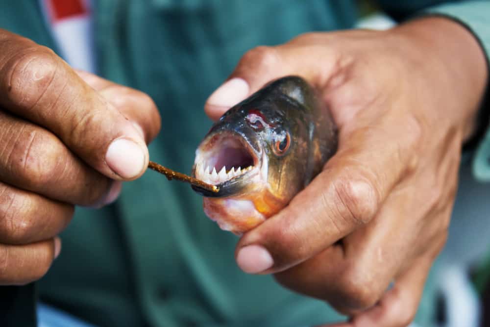 Marginatus Piranha