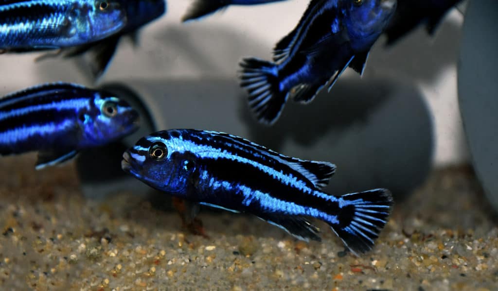 Mbuna Maingano African Cichlid from Malawi Lake