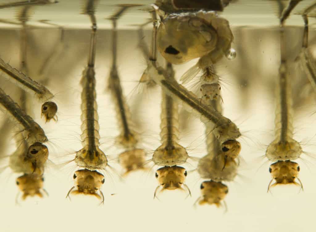 Mosquito larvae