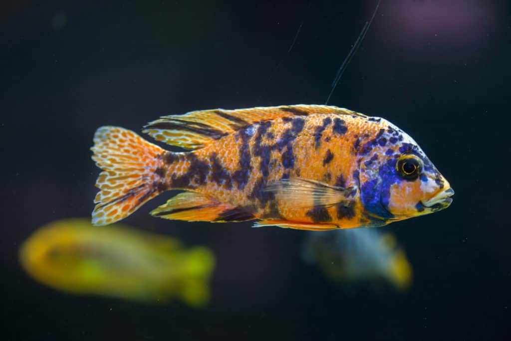 Orange blotch peacock cichlid