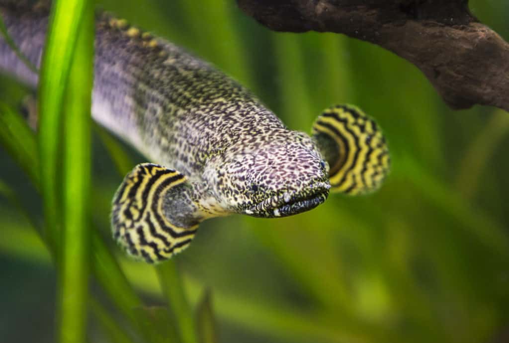 Ornate Bichir