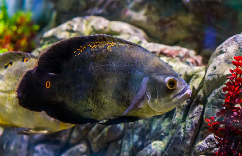 oscar tiger cichlid