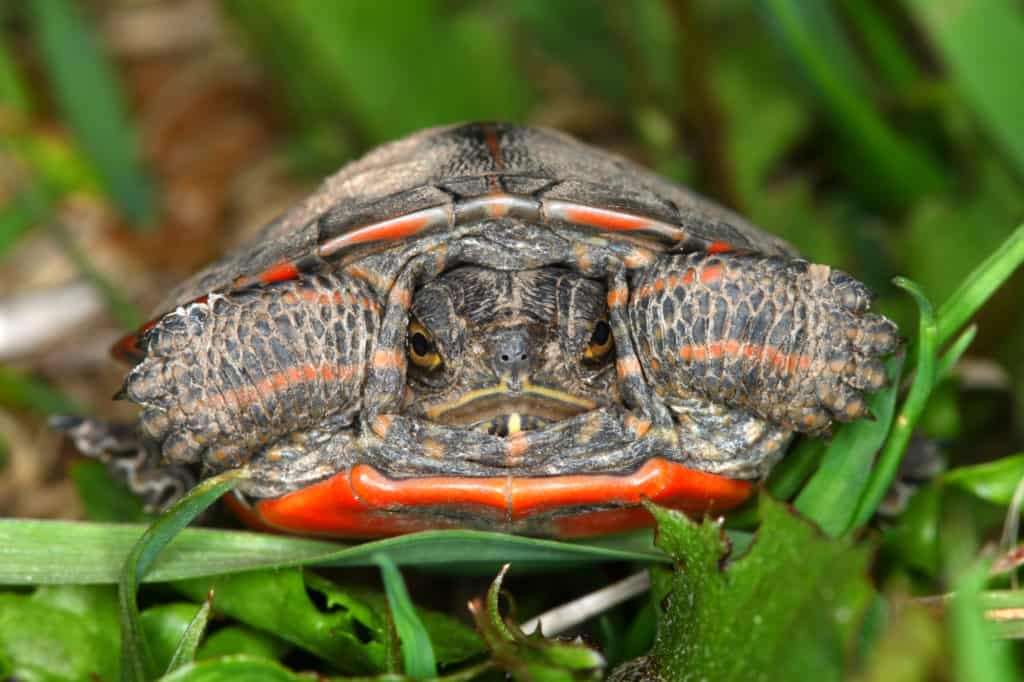 Painted Turtle (Chrysemys picta)