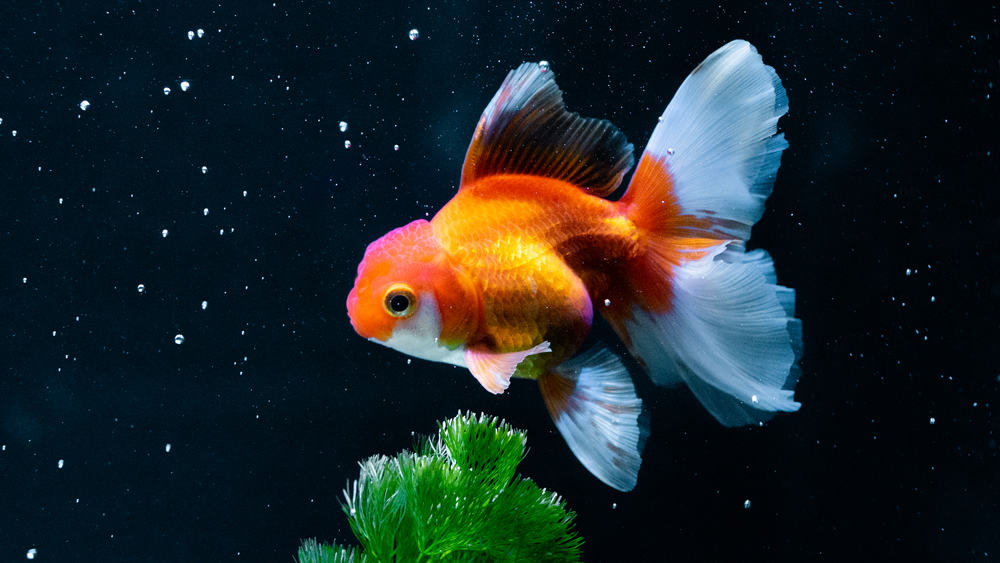 Peacock Tail Goldfish