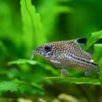 Pepper Cory Corydoras paleatus catfish