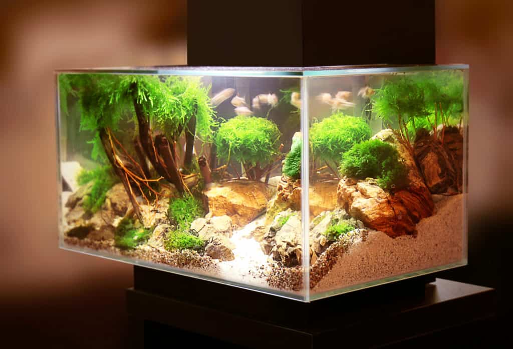 Pet shop aquarium