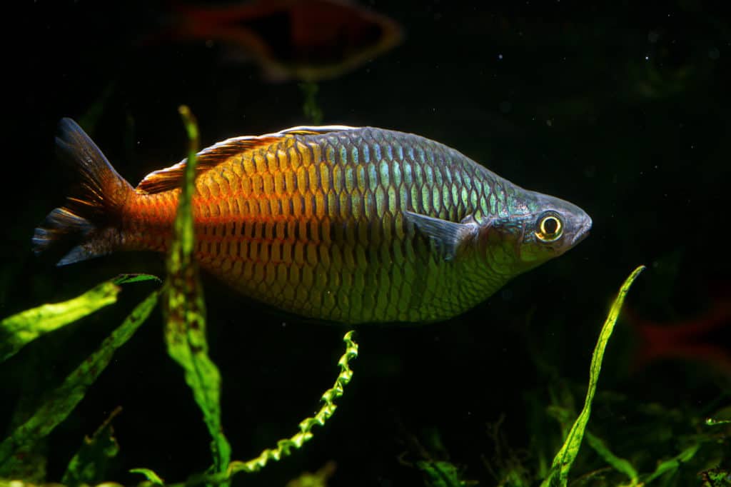 Rainbowfish