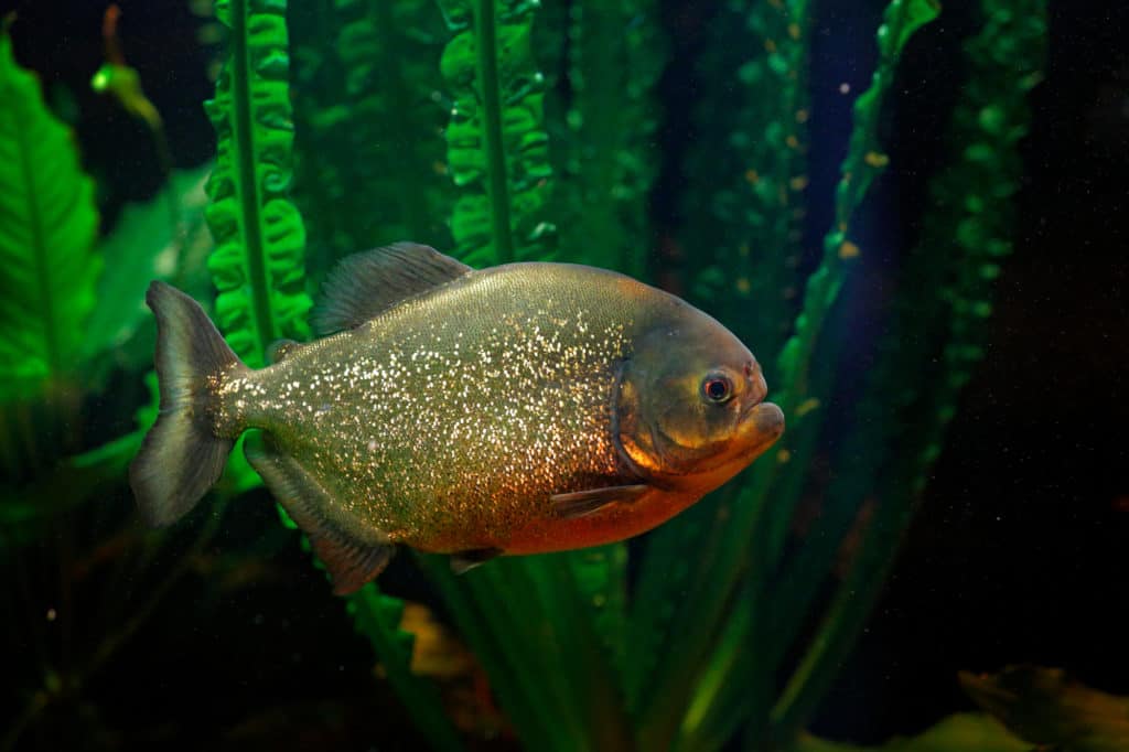 Red-bellied piranha