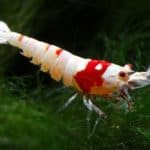 Red Crystal Shrimp or Bee Shrimp