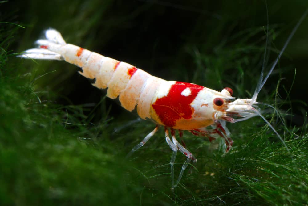 Red Crystal Shrimp or Bee Shrimp