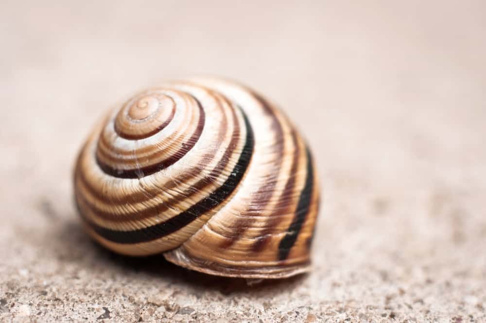 Shell of a snail