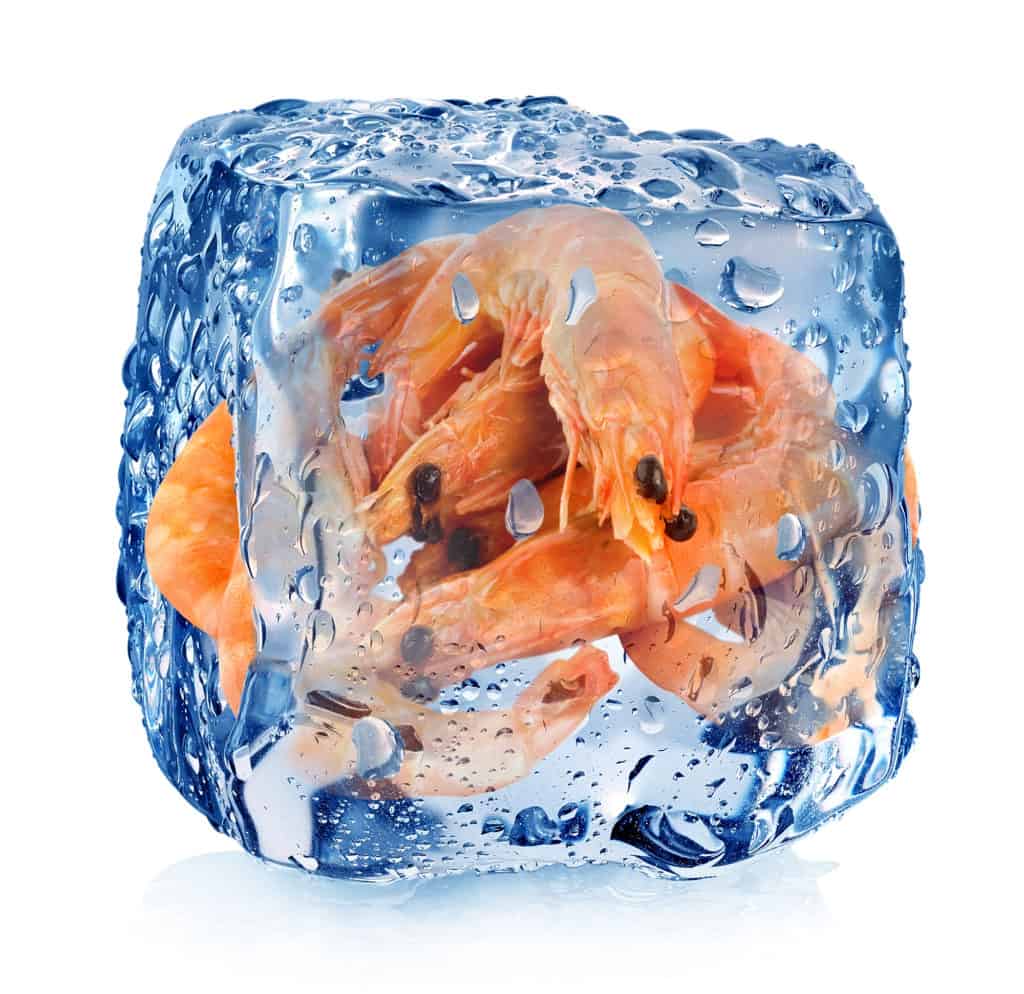 Shrimps in ice cube