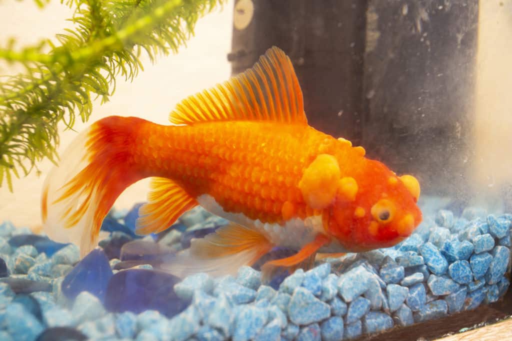 Sick goldfish with bumbs on its scale, fish bowl