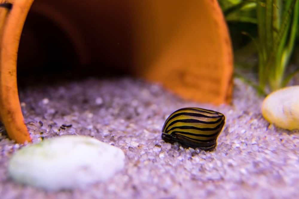 Snail inside the fish tank aquarium