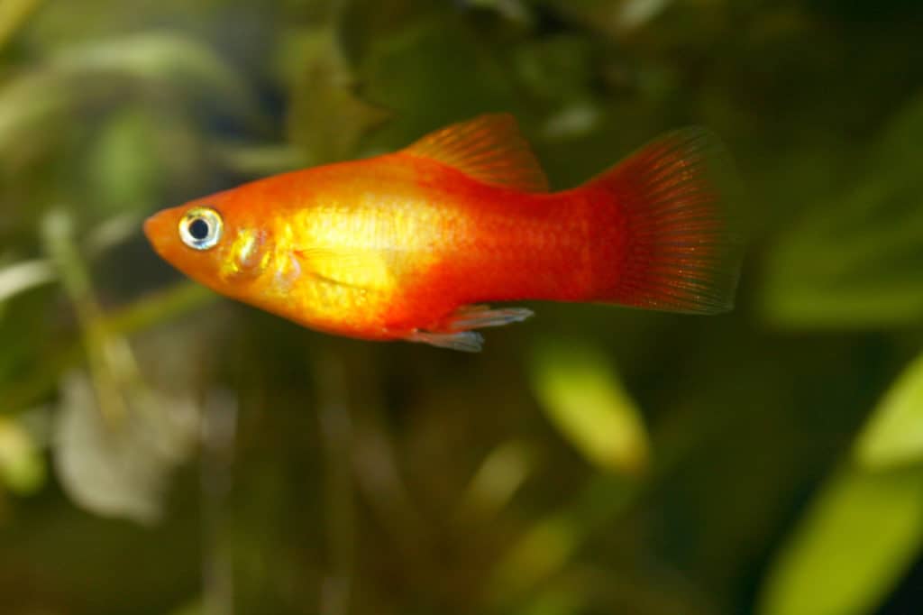 Sunburst Platys