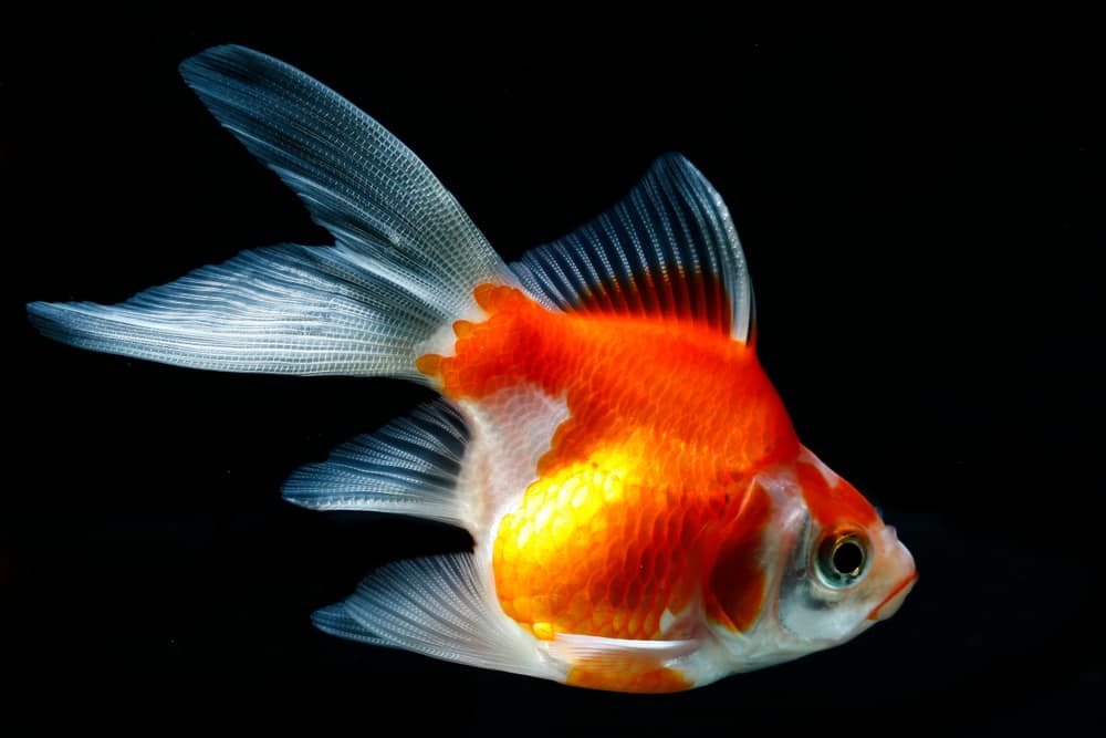 Tamasaba goldfish