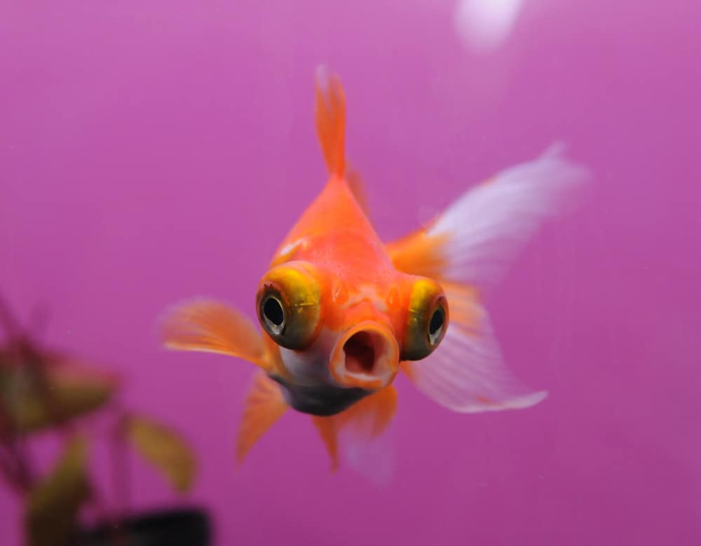 Telescopic or Moor Goldfish