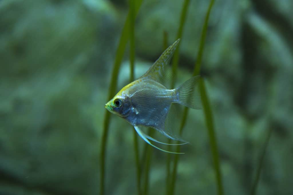 The Freshwater angelfish (Pterophyllum scalare).