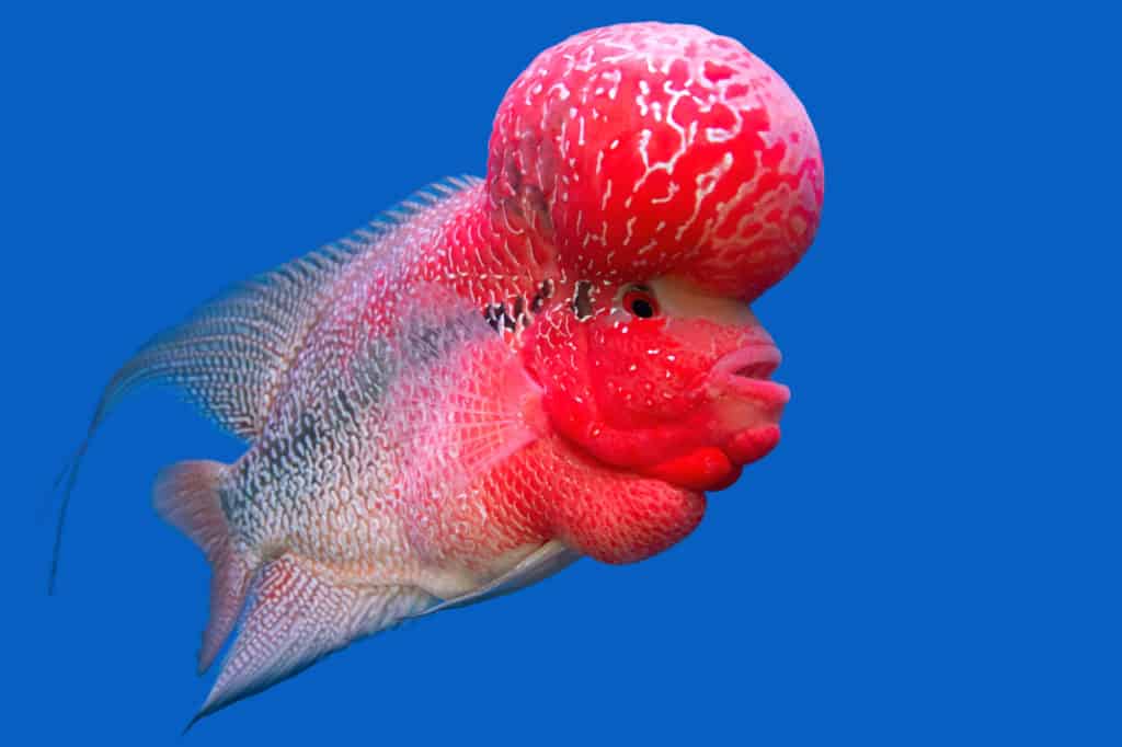 The crossbreed cichlid fish (flower horn) in a fish tank