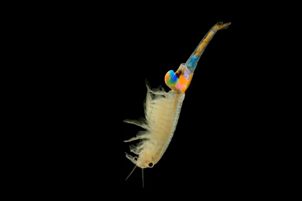 The female Fairy Shrimp (Branchipus schaefferi) captured close up with black background. A little beautiful white crustacean