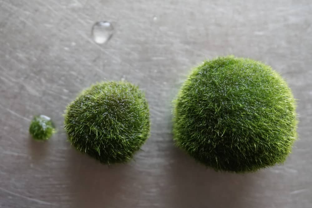 Three different sizes of marimo moss balls
