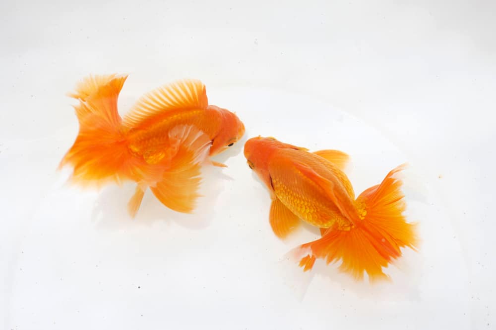 Tosakin goldfish in pond