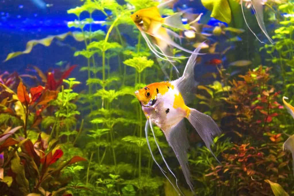 Tropical freshwater aquarium with angelfish