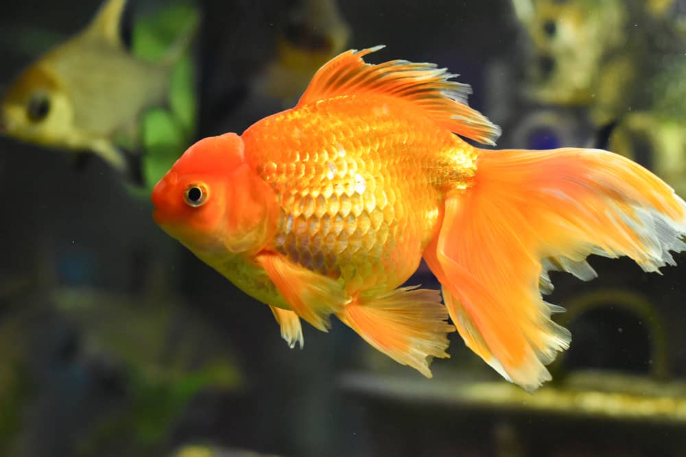 Veiltail goldfish