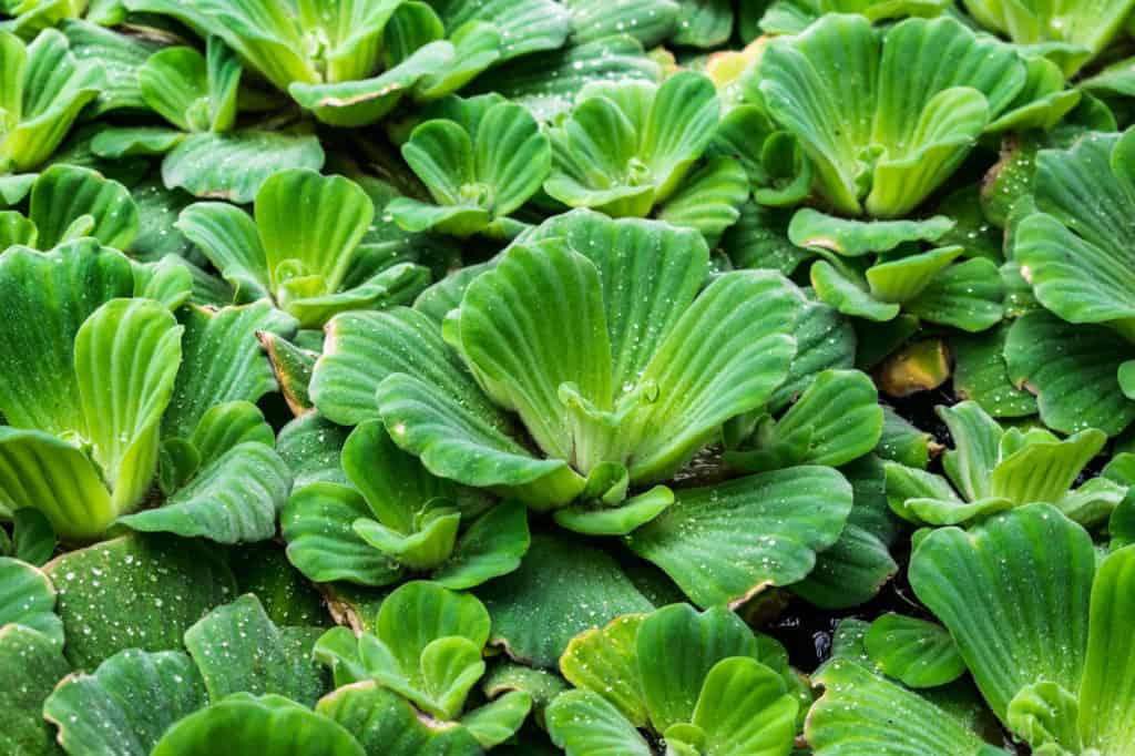 Water Lettuce