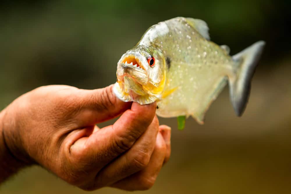 Wimple Piranha