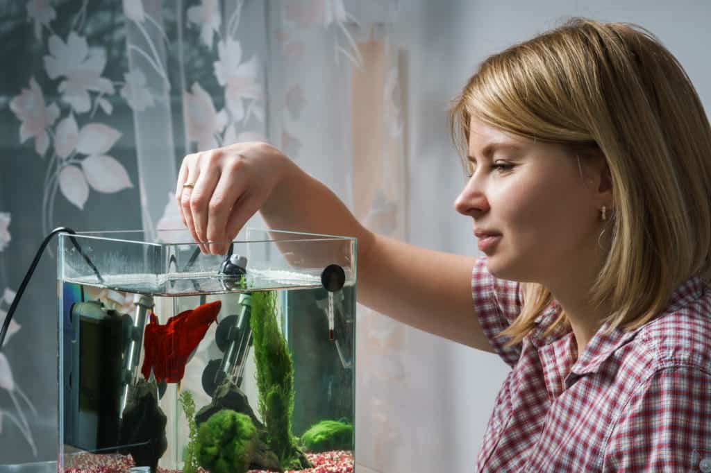 Young woman feeding beta fish