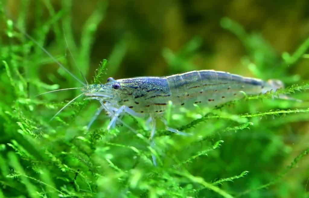 Amano shrimp on java moss