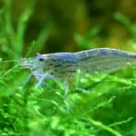 Amano shrimp on java moss