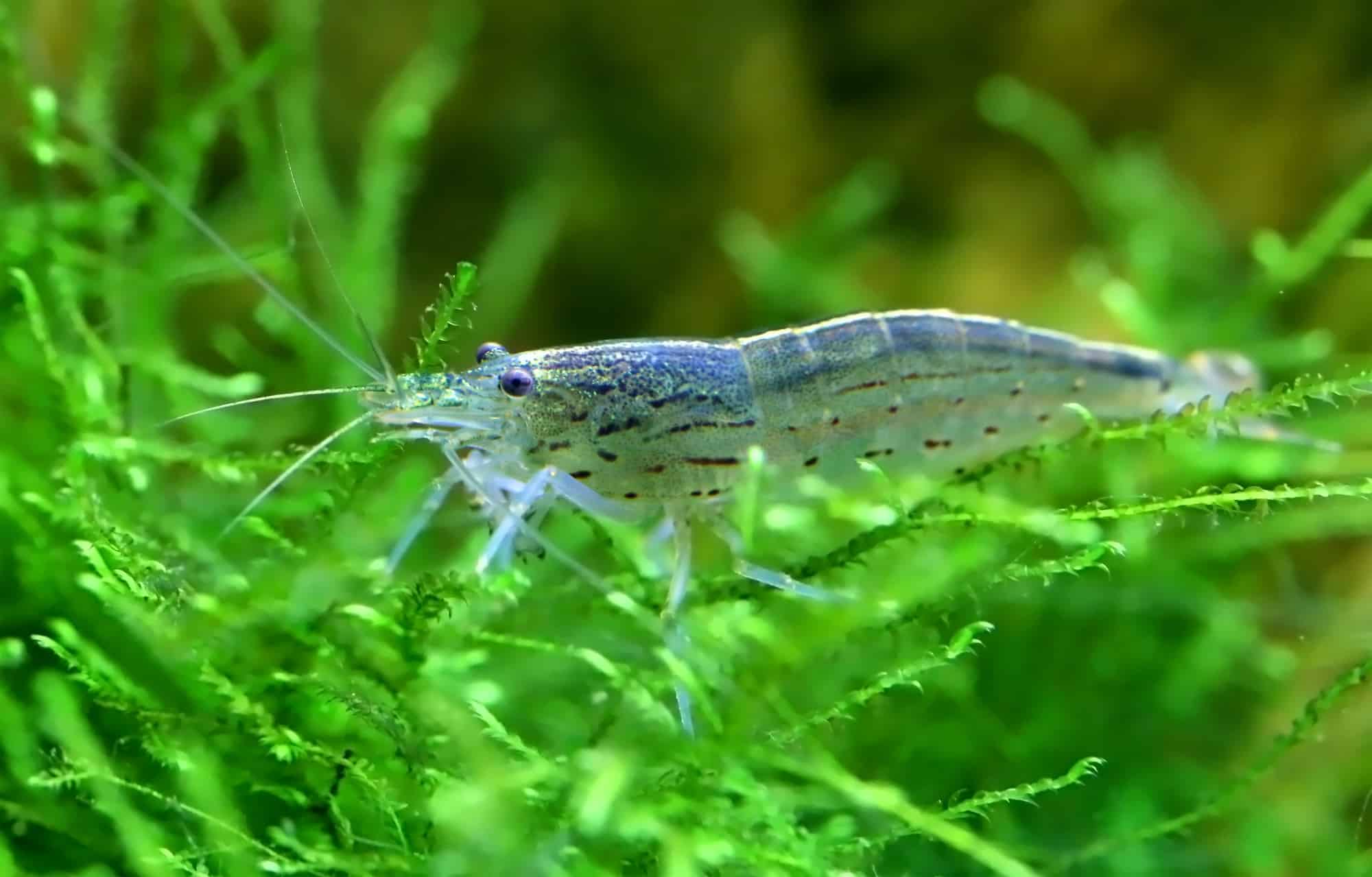 How Many Amano Shrimp Per Gallon? (Everything To Know)