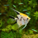 angelfish