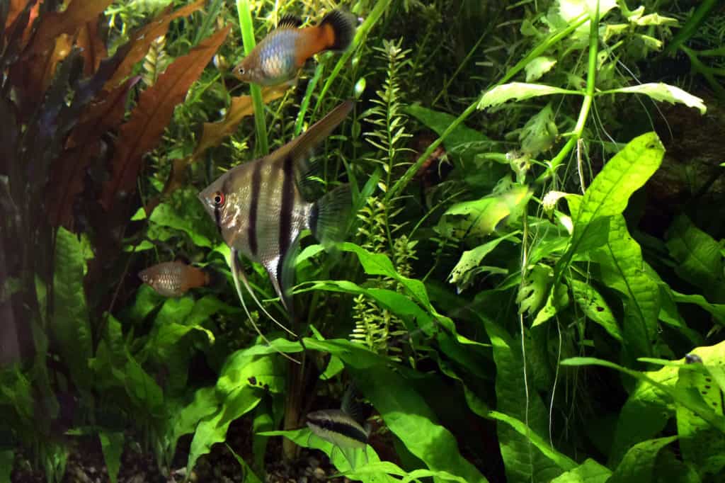 angelfish with java fern