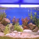 aquarium