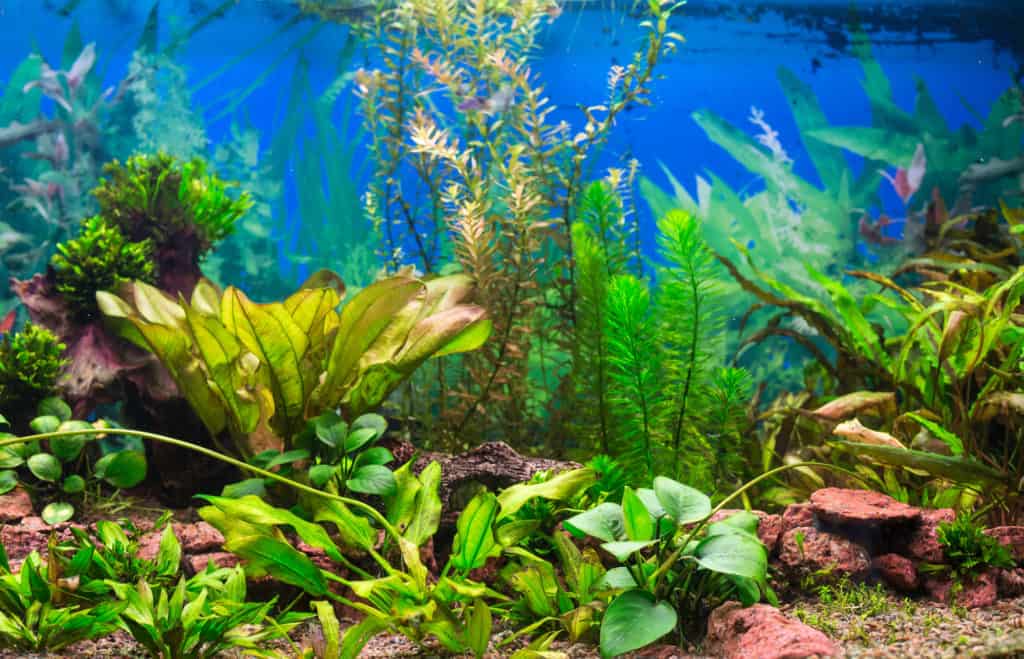 aquarium with plants