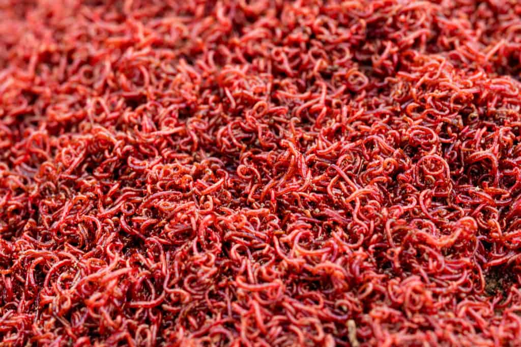 A handful of small bloodworms for fishing, feeding fish macro