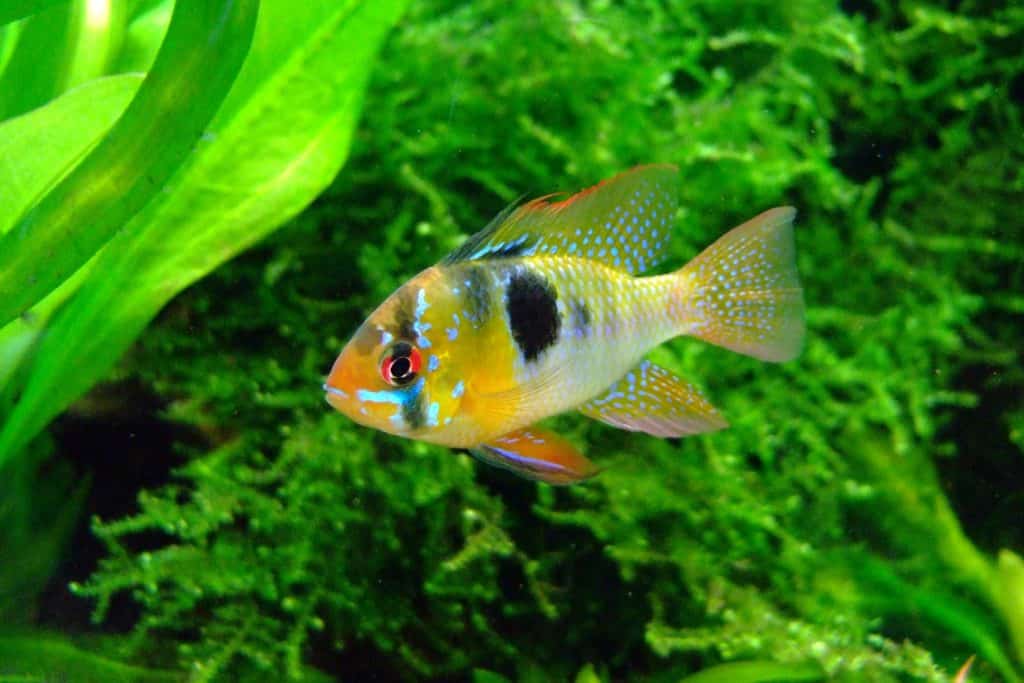 butterfly-cichlid