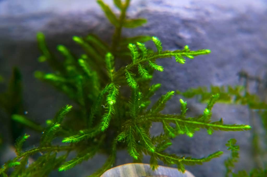 A sprig of Christmas moss in an Aquarium. Vesicularia montagnei