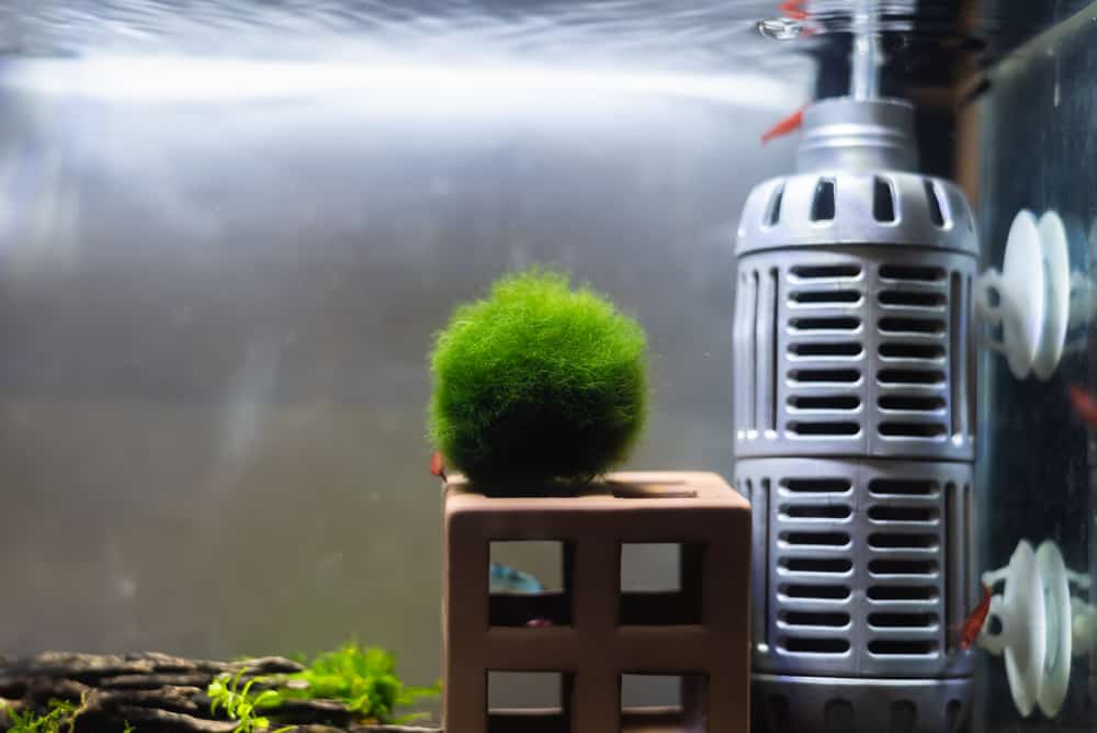 close up image of aquarium tank with moss ball (marimo)