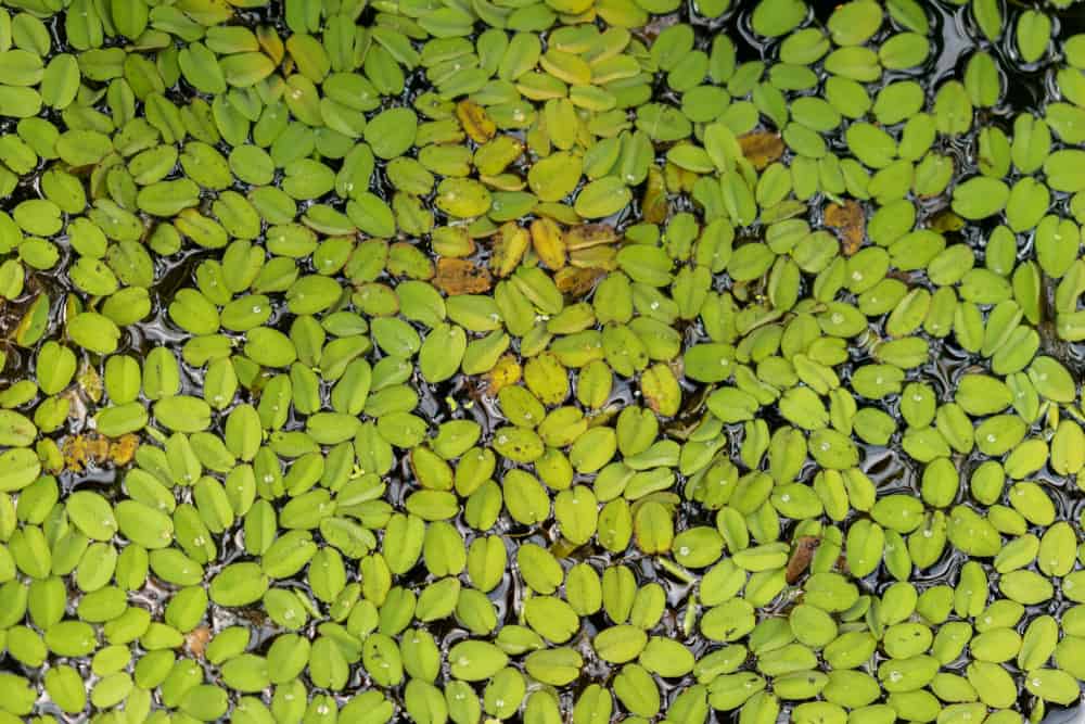 duckweed on the water