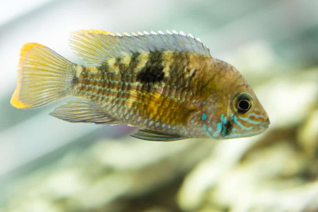 Dwarf Cichlid