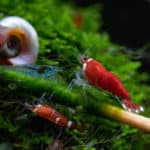 freshwater shrimp walking on bamboo stick