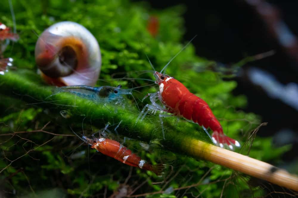 freshwater shrimp walking on bamboo stick