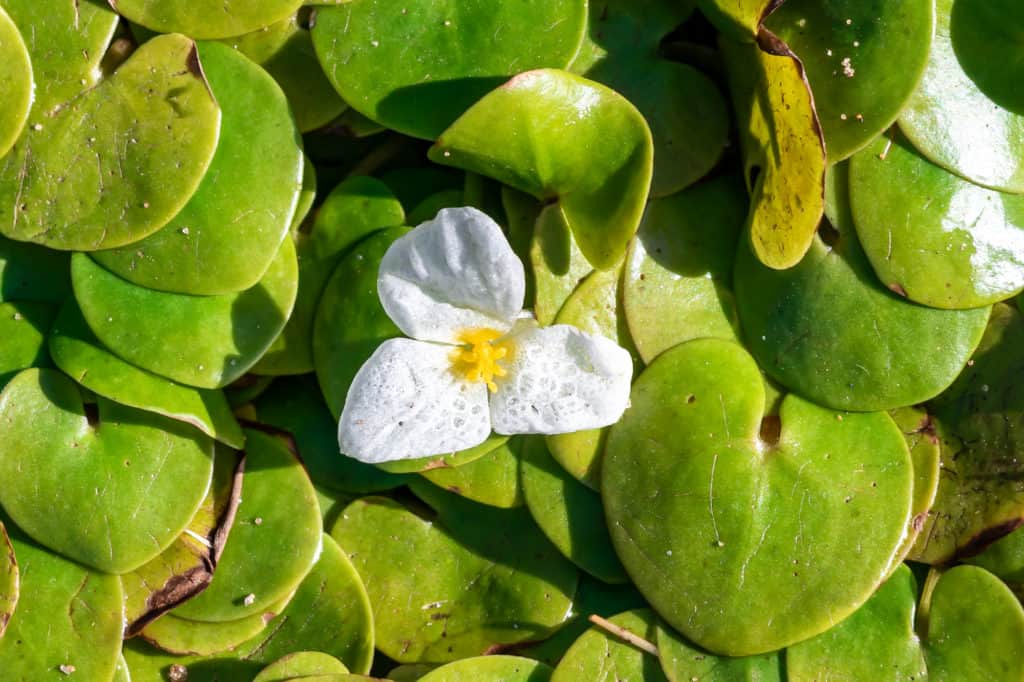 frogbit