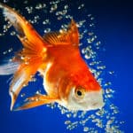 gold fish bubbles